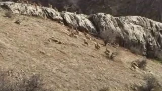Nesilleri tehlike altında, kendileri şehirde