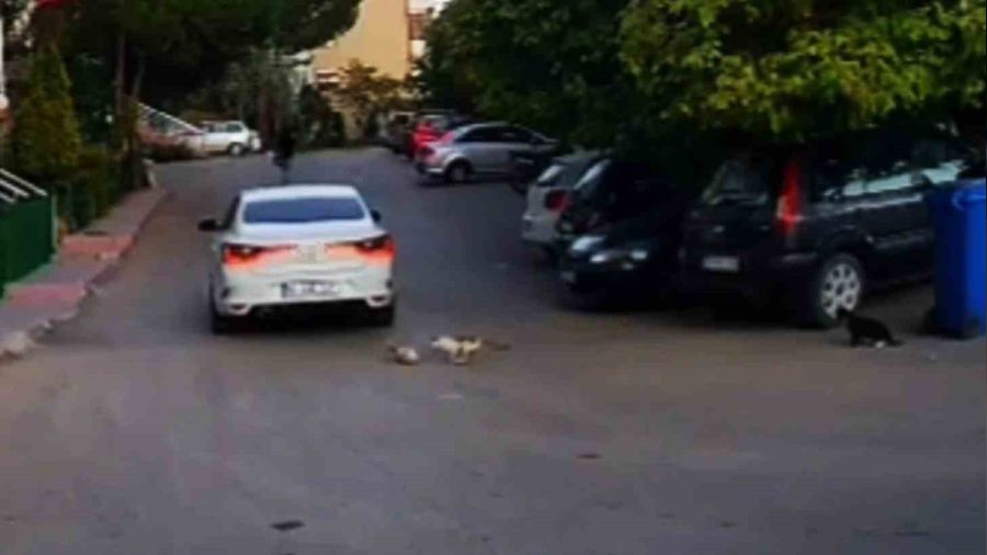 O s�r�c�ye 4 bin 554 lira ceza kesildi