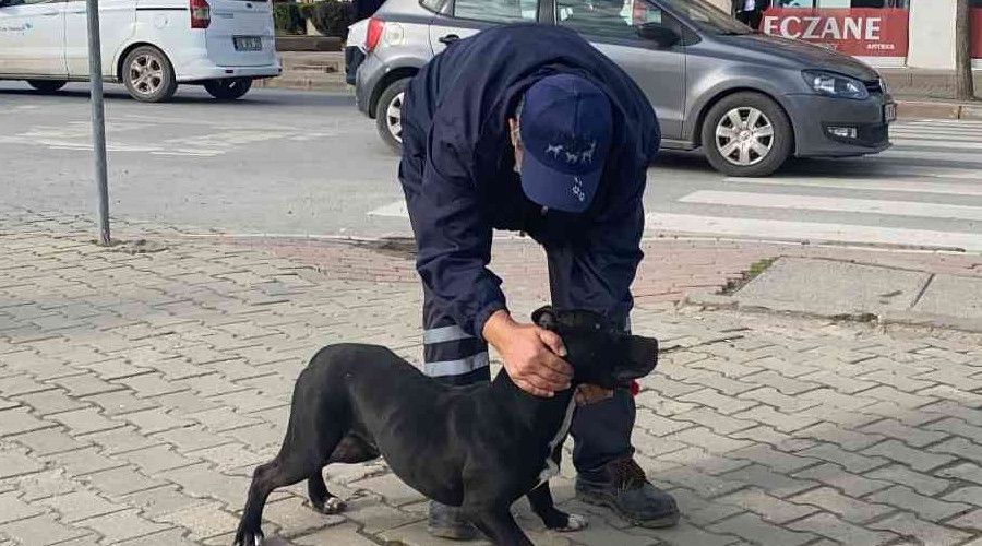 Okula dalan pitbull öğrencilere dehşeti yaşattı