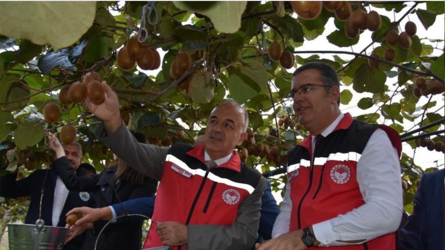 Ordu'da kivi hasadı başladı