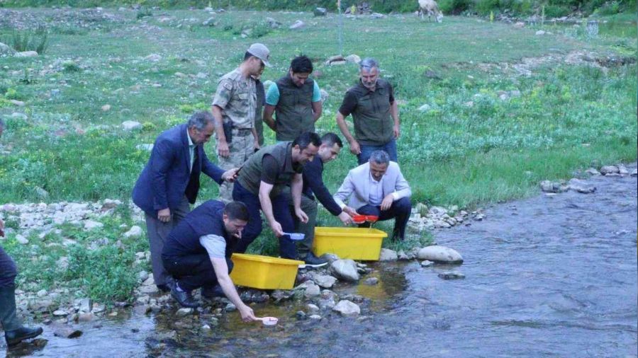 Ordu'nun derelerine 50 bin adet alabalık bırakıldı