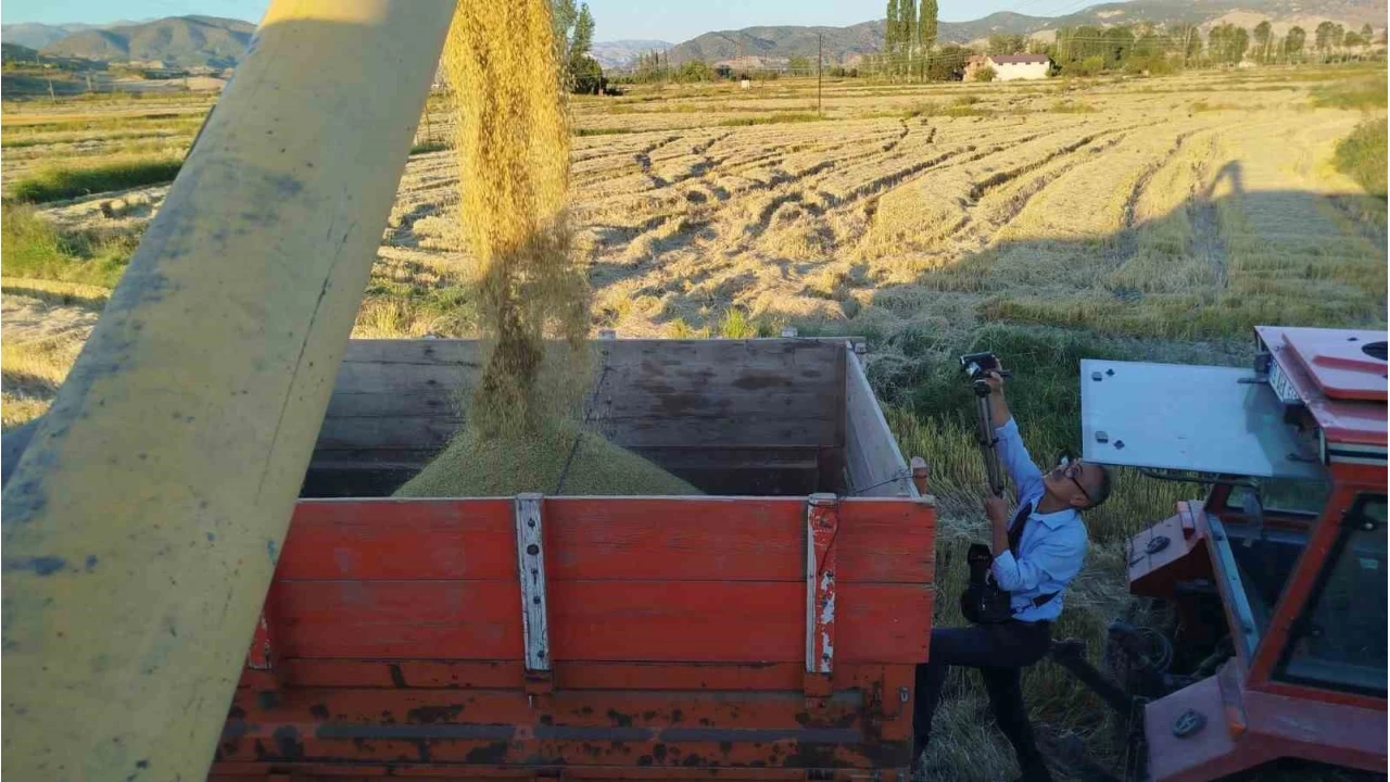 Osmanck'n 'beyaz altn'nda hasat balad