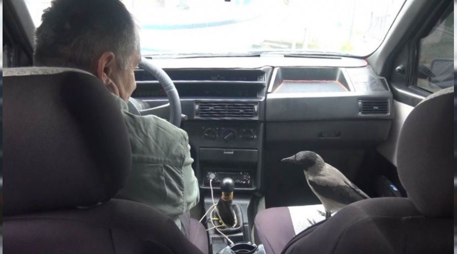 Otomobille gezen karga g�renleri �a��rt�yor