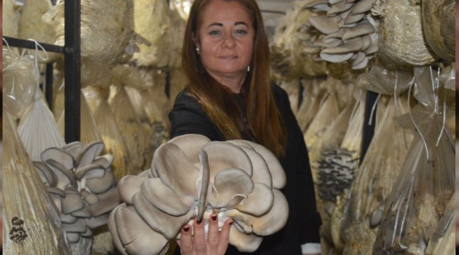 Pamuktan mantar üretti, siparişlere yetişemiyor