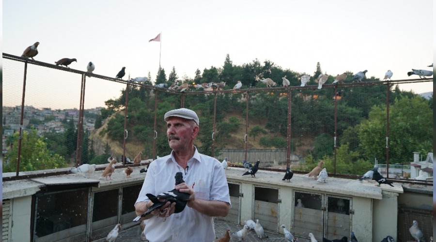 Pandemi d�nemini g�vercinleriyle ge�iriyor