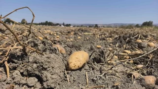 Patates tarlasndaki rnleri cretsiz datt