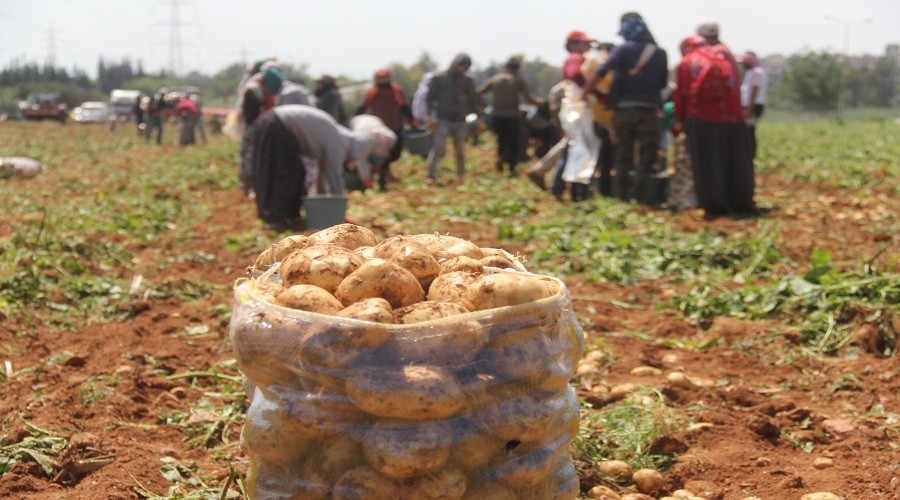 Patates reticisini korku sard