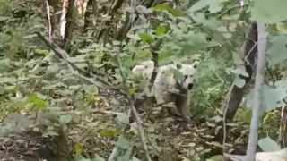 Rize'de grntlenmiti, uzmanlar sebebini aklad