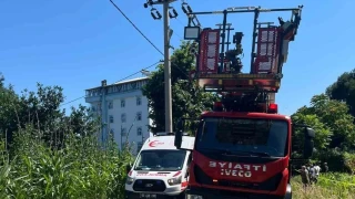 Rize'de ıhlamur toplarken elektrik akımına kapıldı