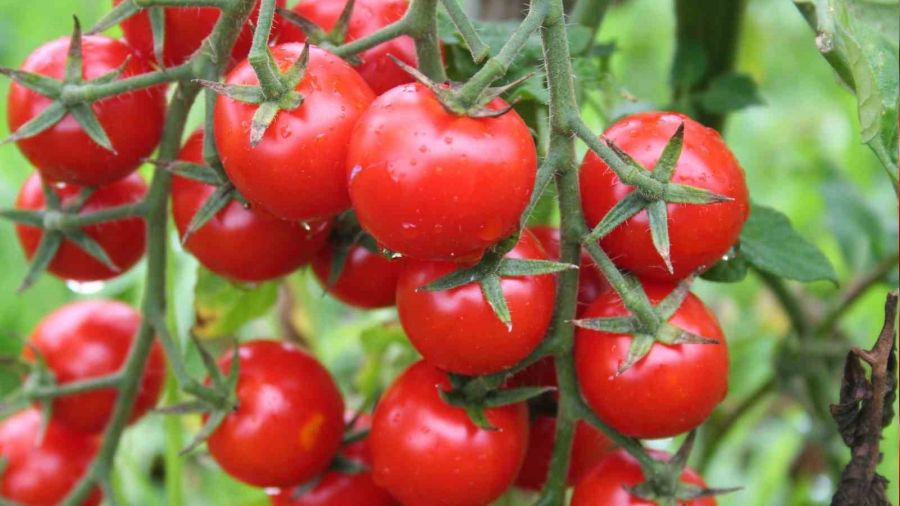 Rusya'ya domates ihracat� kotas� 500 bin tona ��kt�
