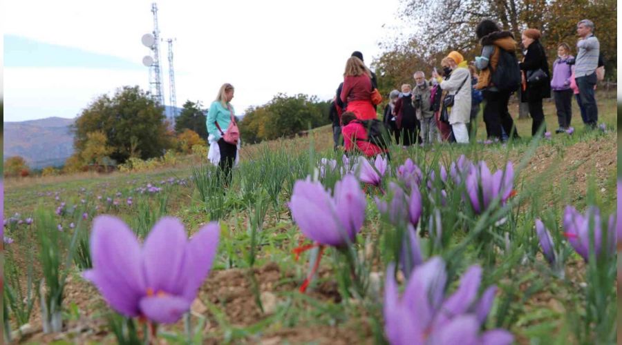 'Safran tarlalar' ile turizmini hareketlendirdi