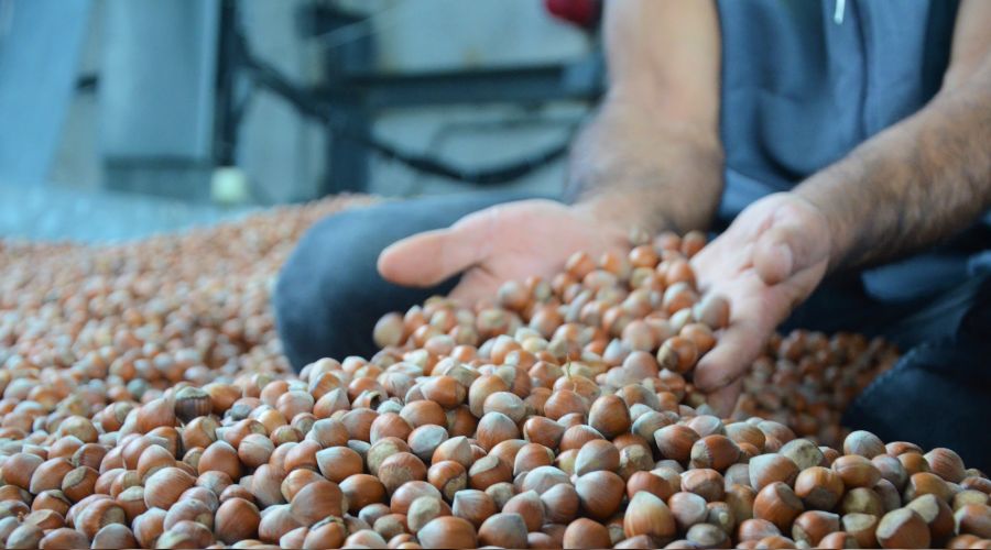 Salg�n f�nd�k ihracat�n� vurdu