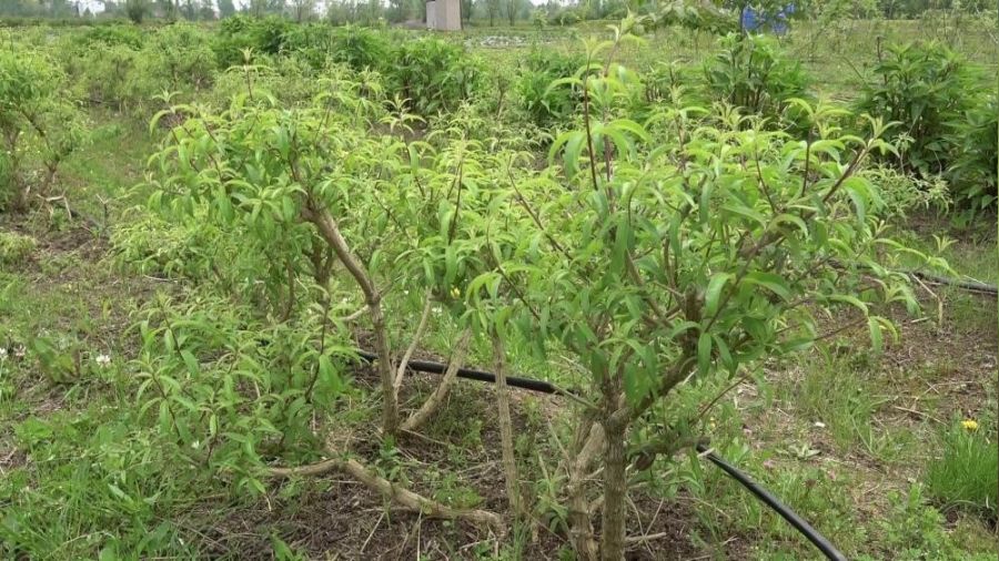 Samsun'da 33,5 milyon tıbbi ve aromatik sebze fidesi üretildi