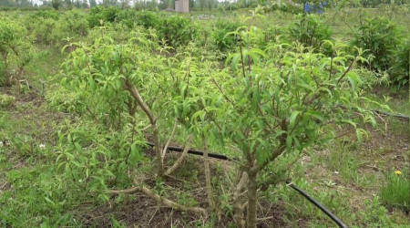 Samsun'da 33,5 milyon tıbbi ve aromatik sebze fidesi üretildi