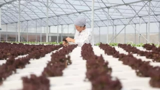 Samsun'da modern sera projesi başladı