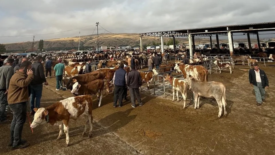 �ap tehdidi! Yozgat'ta hayvan pazarlar� kapat�ld�