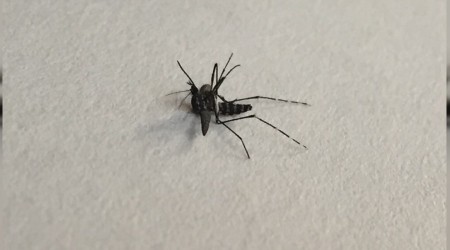 Sapanca'da 'Asya Kaplan'ı paniği