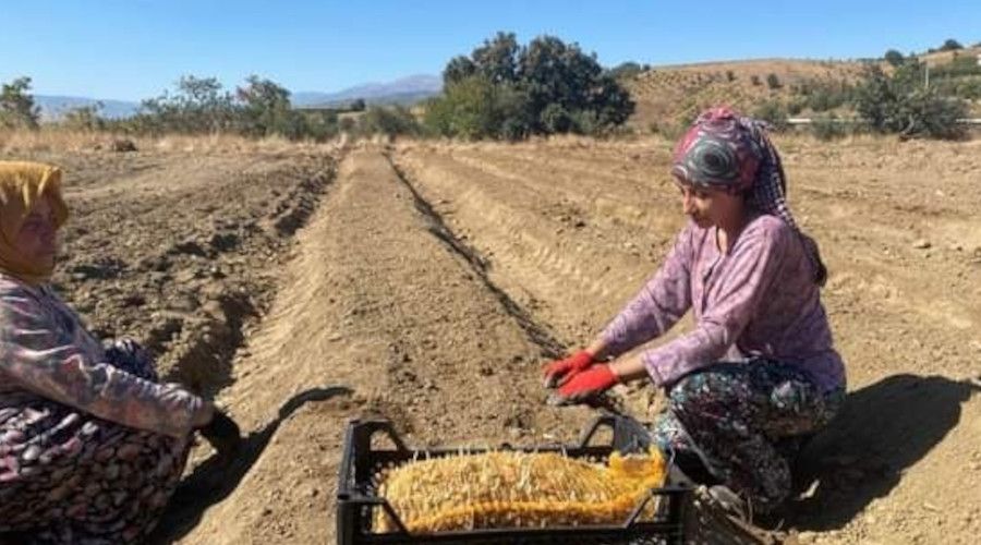 Sarıgöl'de salep tohumları toprakla buluştu