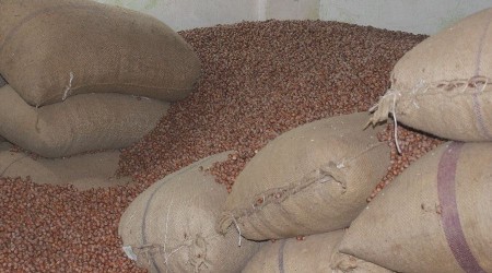 Serbest piyasada fındık fiyatları 23 lira 50 kuruş civarında