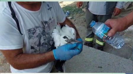 Sıcaklar leylekleri de etkiledi, doğaseverler leylekler için harekete geçti