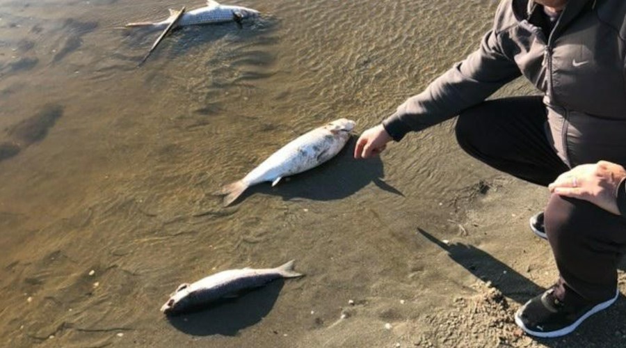Silivri'de tedirgin eden balk lmleri