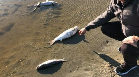 Silivri'de tedirgin eden balk lmleri