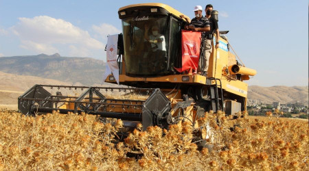rnak'ta ilk defa ekilen aspirin hasad yapld