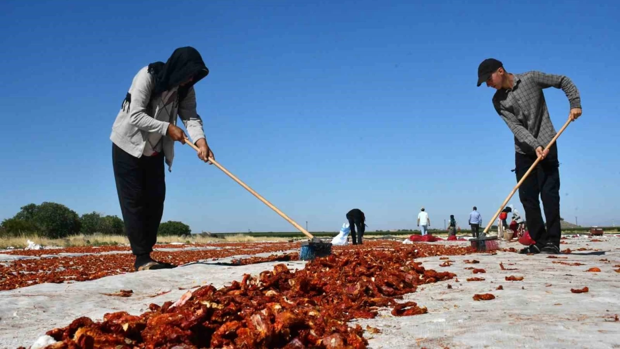 Siverek'te yeti�tiriliyor, d�nya sofralar�na ula��yor