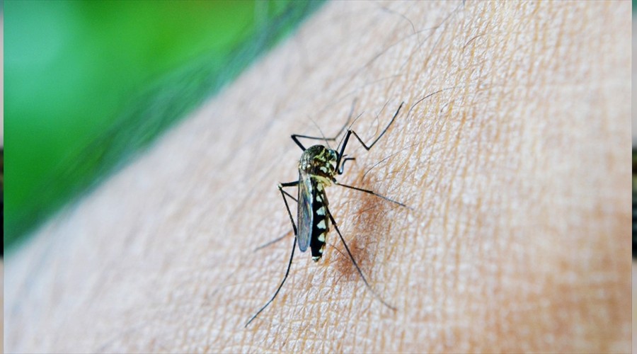 Sivrisineklerin  ilk tercihi artt