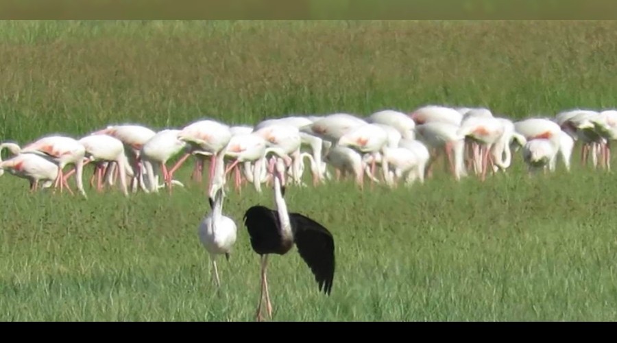 Sultan Sazlığı Milli Parkı'nda siyah flamingo görüldü