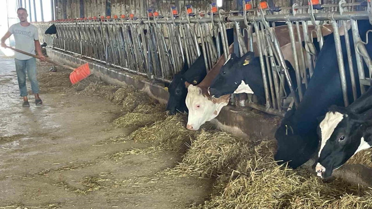 Süt üreticilerinden 'yem dayatması'na tepki