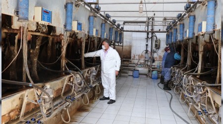 Süt üretimi devam ediyor
