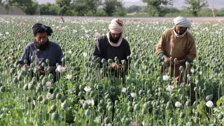 Taliban yönetimi haşhaş ekili tarlaları yok ediyor