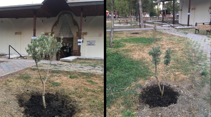 Tarihi caminin bahçesine zeytin fidanı