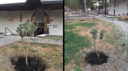 Tarihi caminin bahçesine zeytin fidanı