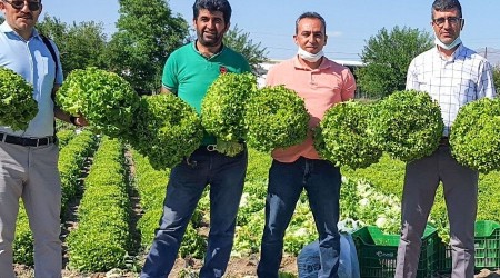 Tarladan tüketiciye sebze