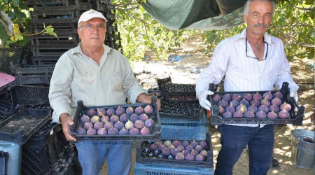 Toroslar'da incir hasadı sona erdi