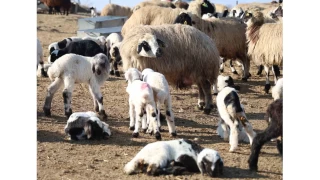 Tunceli'de köyde şap karantinası
