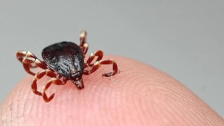 Türkiye’de Keneler Hızla Çoğalıyor
