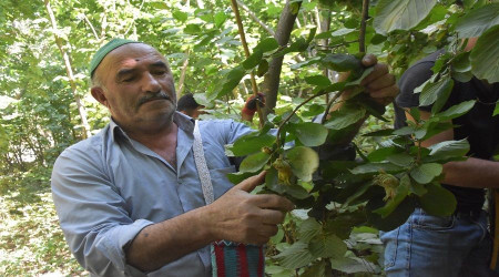Türkiye'de lezzetli fındık sadece Karadeniz bölgesinde mi yetişir?