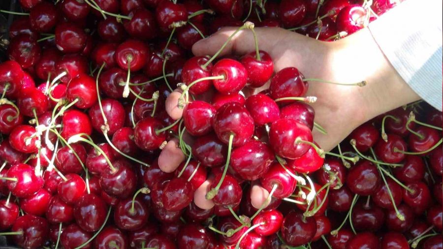 T�rkiye'nin en ge� kiraz hasad� Ahlat'ta yap�l�yor