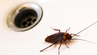 Tuvalet ve banyo deliklerinden kan bceklere kar nasl nlem alnr?