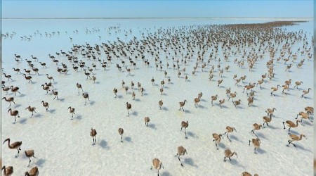 Tuz Gölü'nde flamingo şov