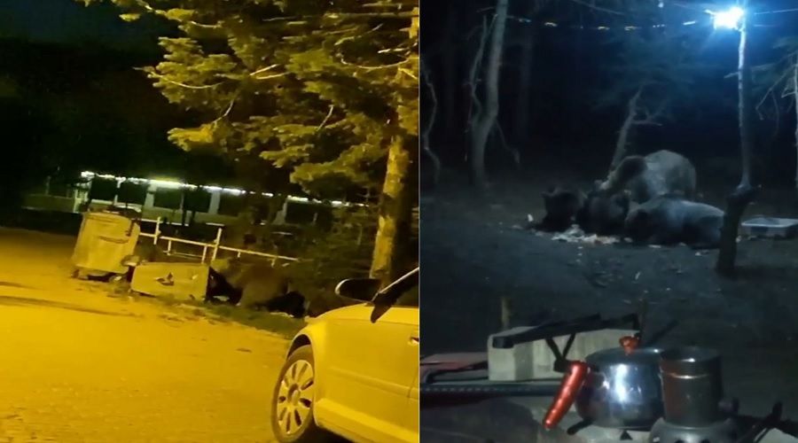 Uludağ'daki kampın davetsiz misafirleri