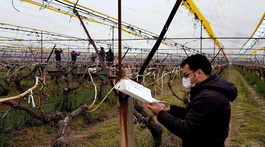Üzüm bağlarında salkım güvesi ile mücadele başlatıldı