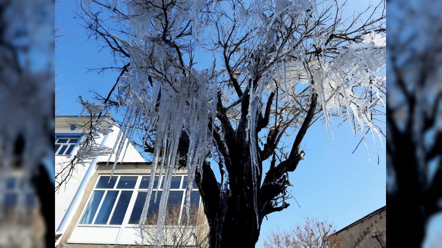 Van'da a�a�lar buz tuttu