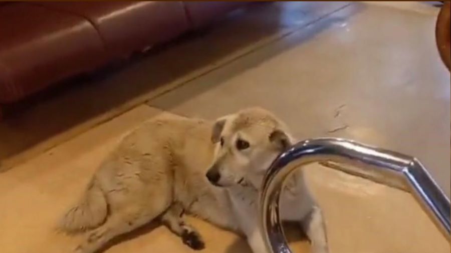 Vapurda k�pek krizi: Kaptan seferi iptal etti