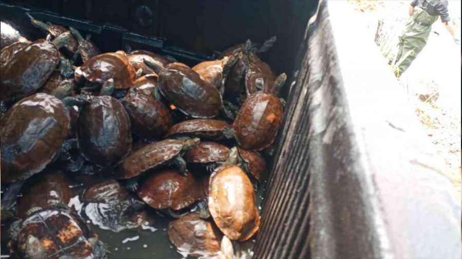Yalova'da yaşamları tehlikeye giren 325 su kaplumbağası gölete taşındı