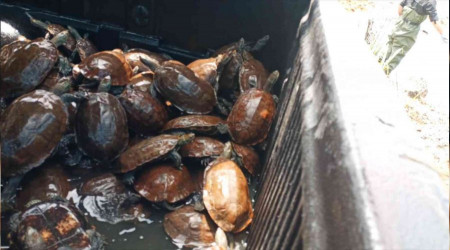 Yalova'da yaşamları tehlikeye giren 325 su kaplumbağası gölete taşındı