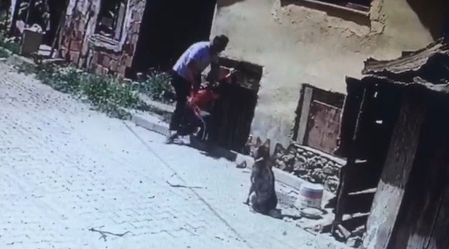 Yaramazlık yaptığı gerekçesiyle 8 yaşındaki çocuğu köpeklerin önüne attı
